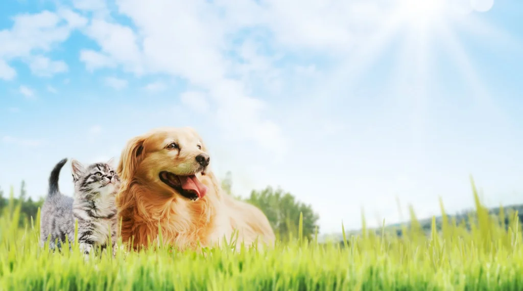 Dogbackgoundhomepage